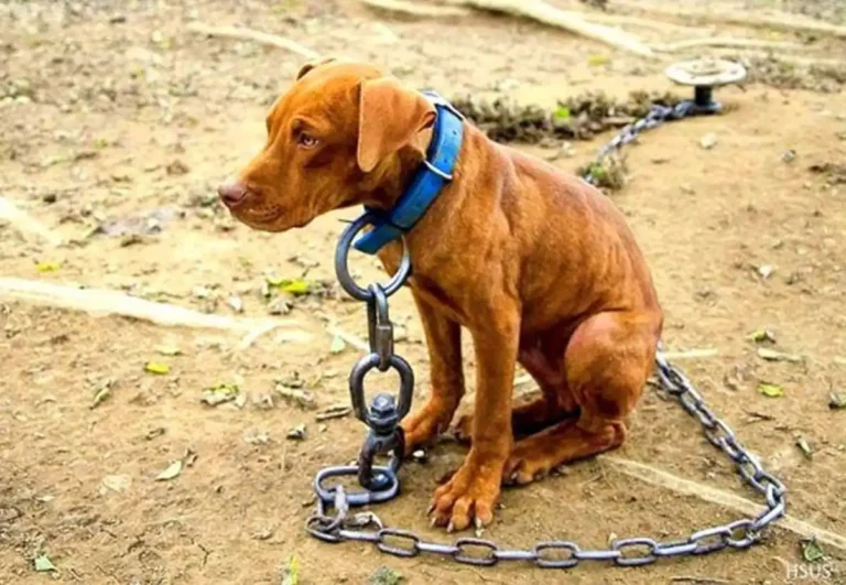 A Moral Line We Cannot Cross: