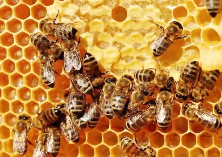 Las abejas, claves en nuestras vidas