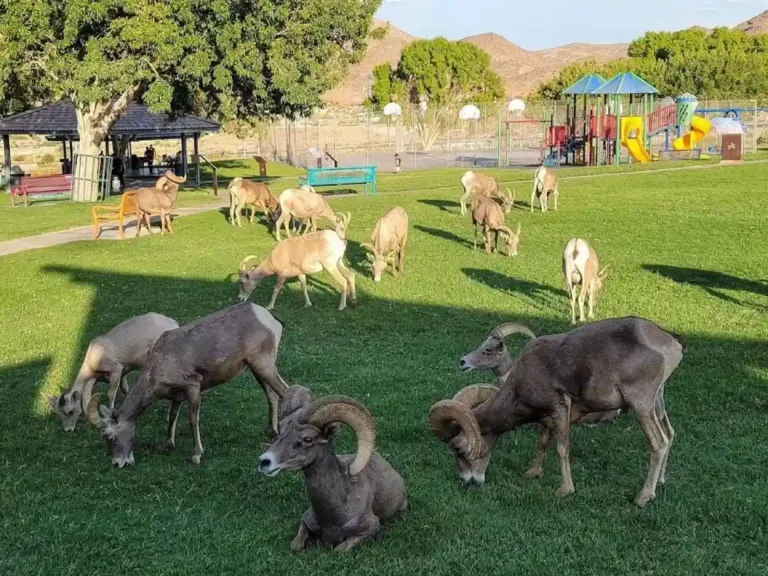 Encuentro de la naturaleza y la comunidad
