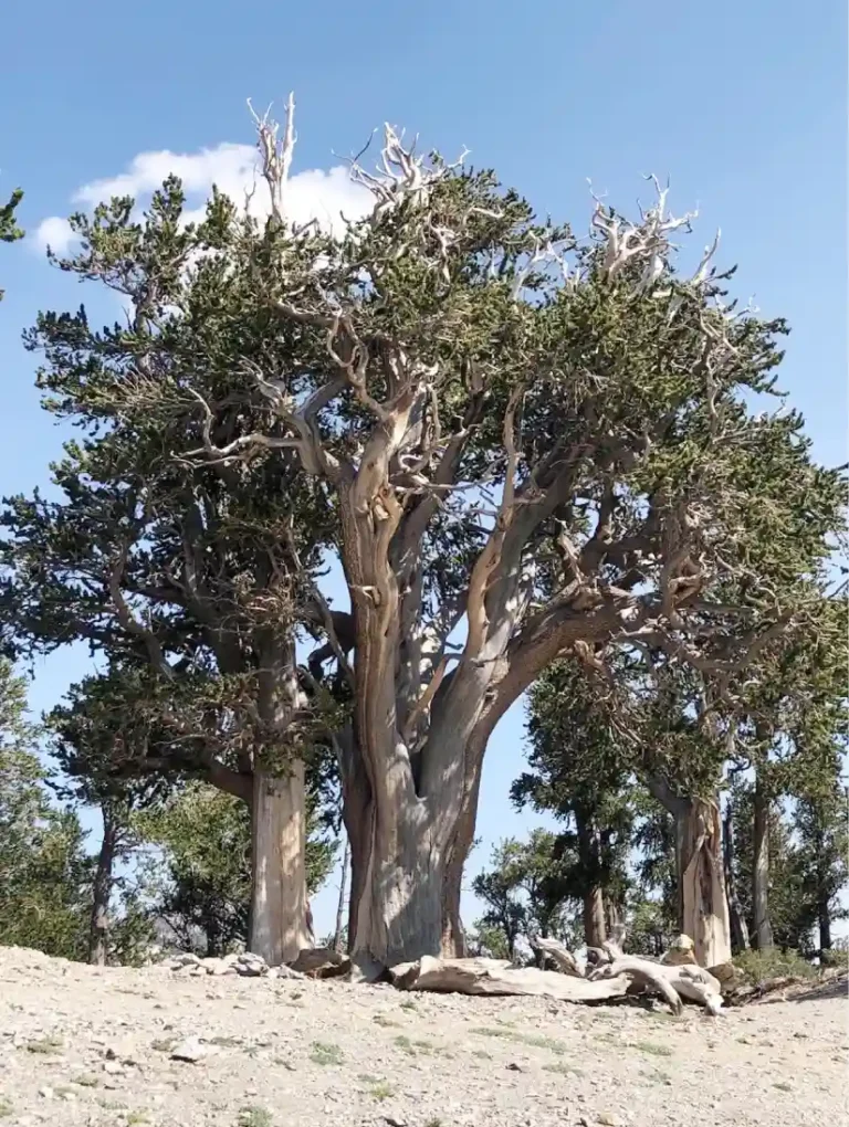 Raintree: El gigante milenario